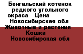 Бенгальский котенок редкого угольного окраса › Цена ­ 25 000 - Новосибирская обл. Животные и растения » Кошки   . Новосибирская обл.